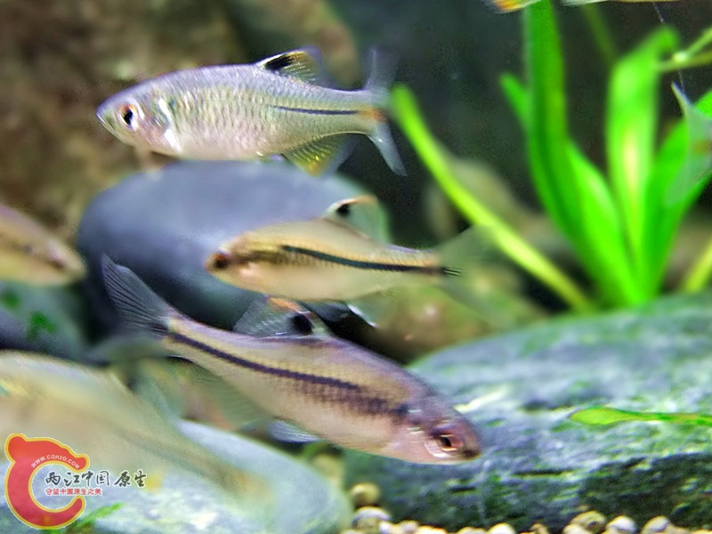 DSCF4199.JPG