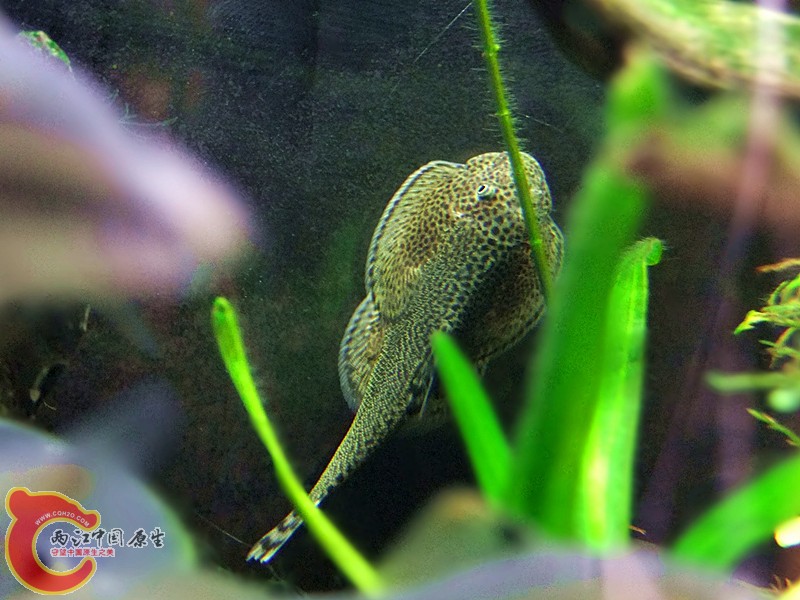 DSCF4205.JPG