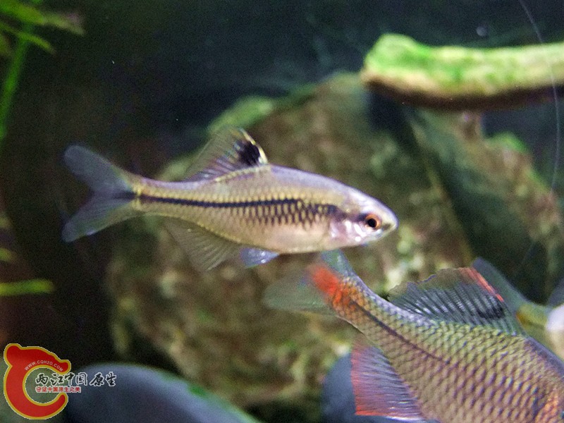 DSCF4212.JPG