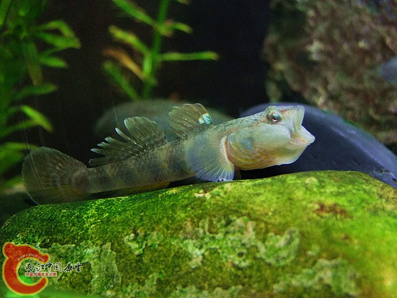 DSCF4216.JPG