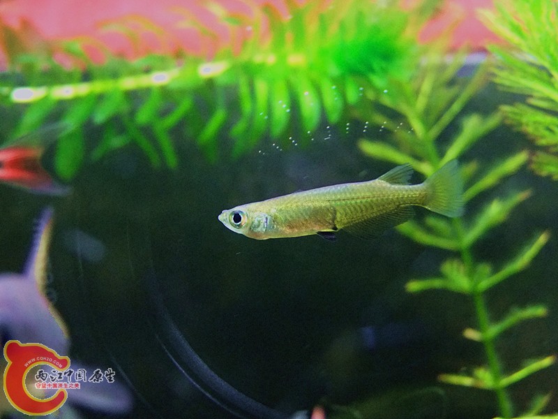 DSCF4237.JPG
