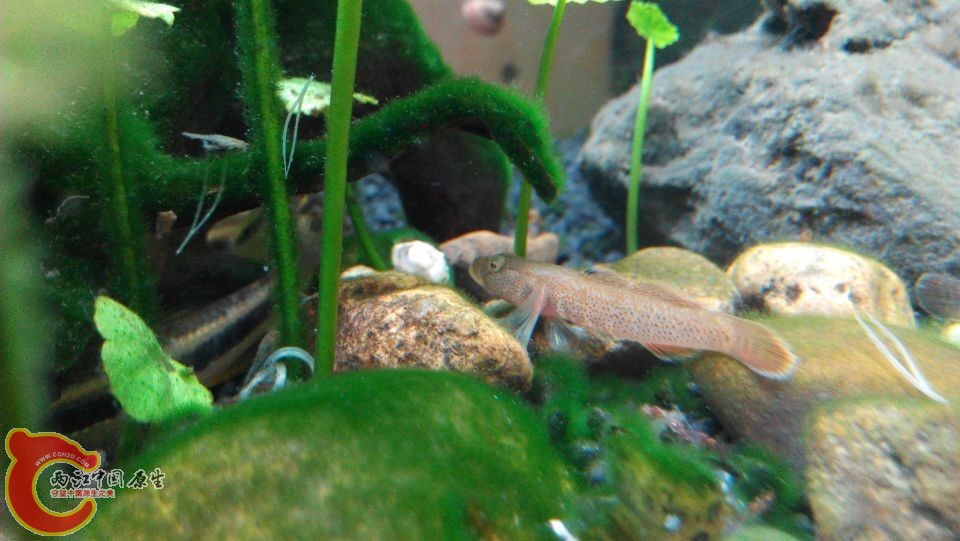 虾虎1.jpg