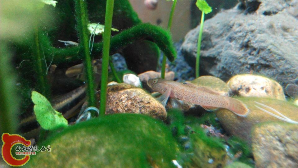 虾虎3.jpg