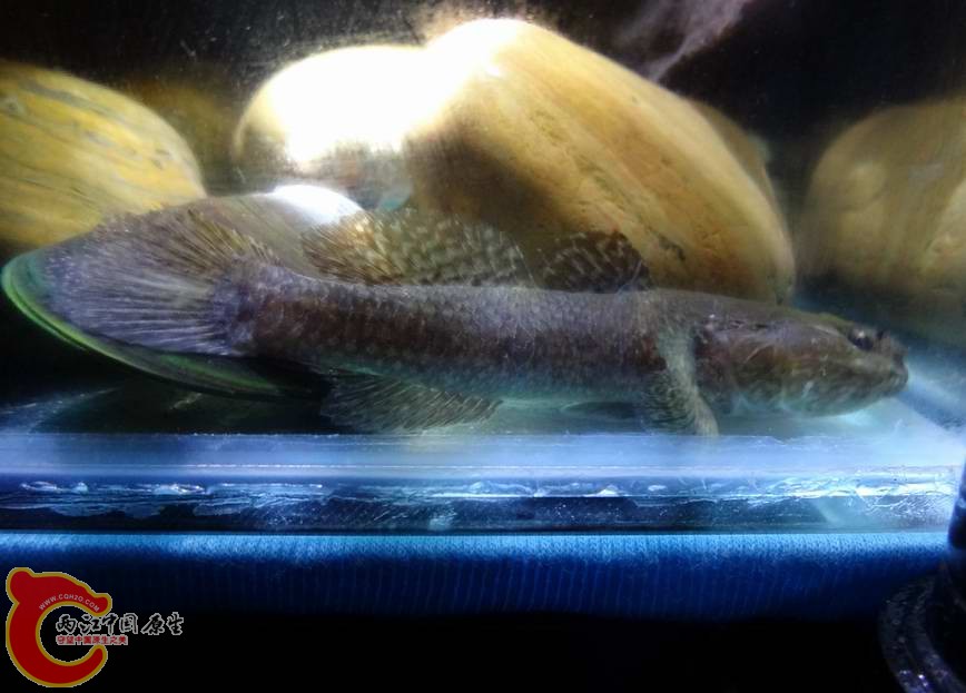 砂髯虾虎鱼 (1).JPG