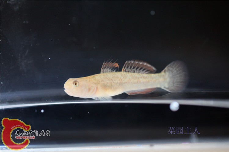 野采 057.jpg