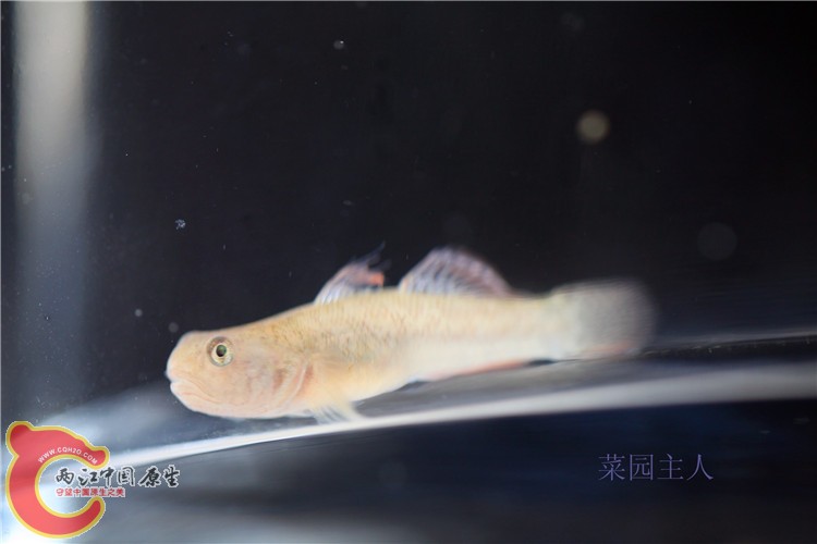 野采 061.jpg