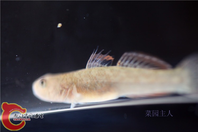 野采 064.jpg