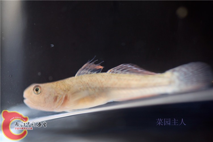 野采 066.jpg