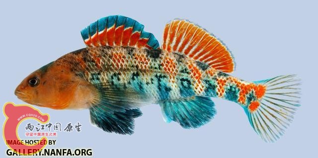 Etheostoma spectabile Orangethroat Darter male-2000.JPG