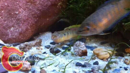 子陵的霸气