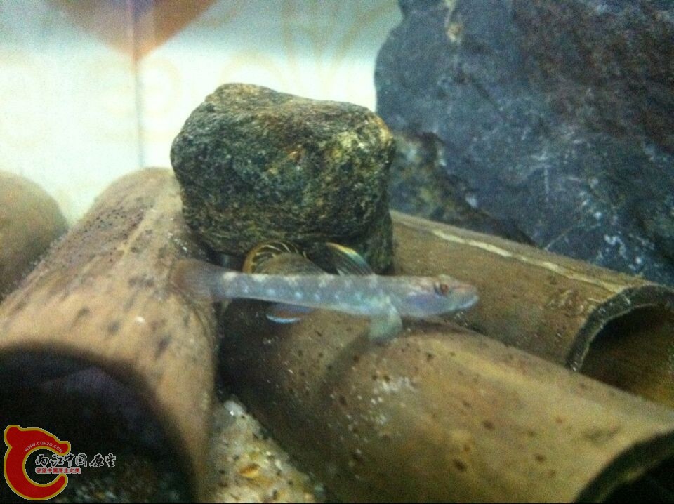 新入的小褐吻
