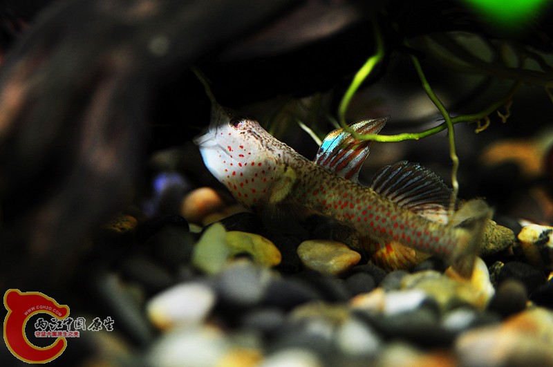 DSC_0054.jpg