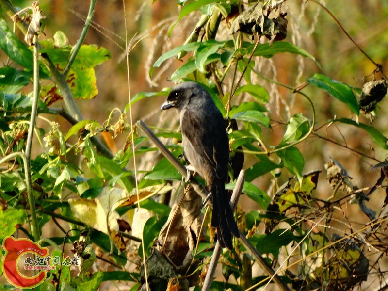 DSC01342.jpg
