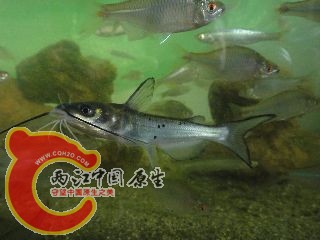 DSC02617.JPG