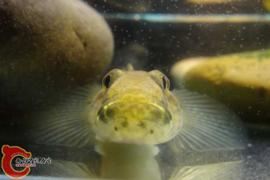 金黃舌虾虎 (1).JPG