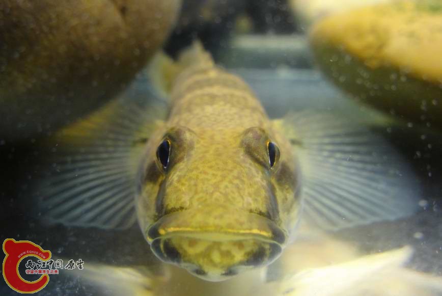 金黃舌虾虎 (2).JPG