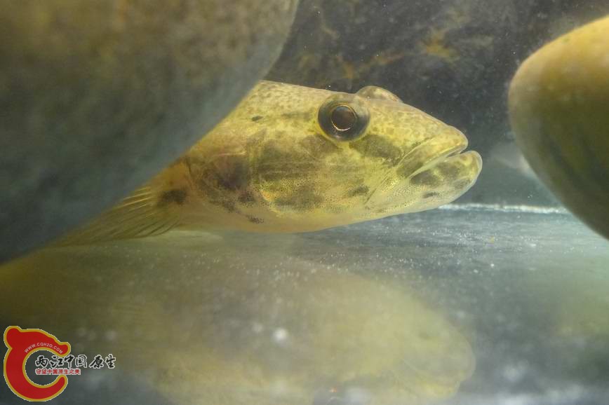 金黃舌虾虎 (3).JPG