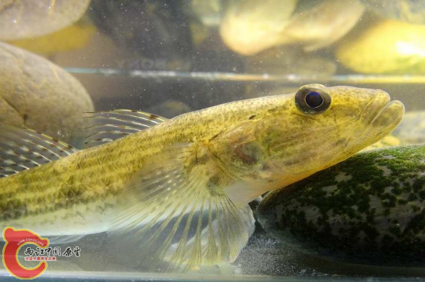 金黃舌虾虎 (4).JPG