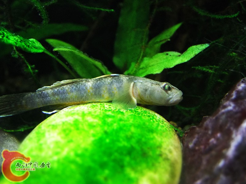 DSCF4646.JPG