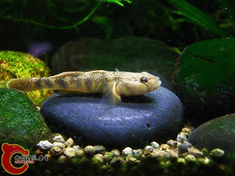 DSCF4651.JPG