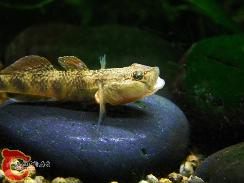DSCF4652.JPG