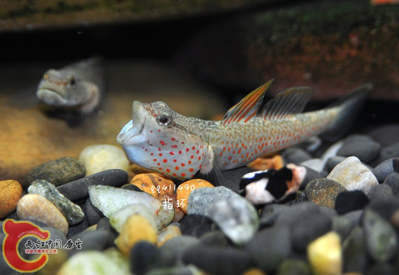 DSC_0008.jpg