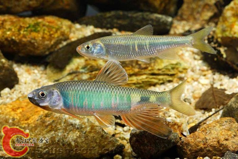 宽鳍鱲].jpg