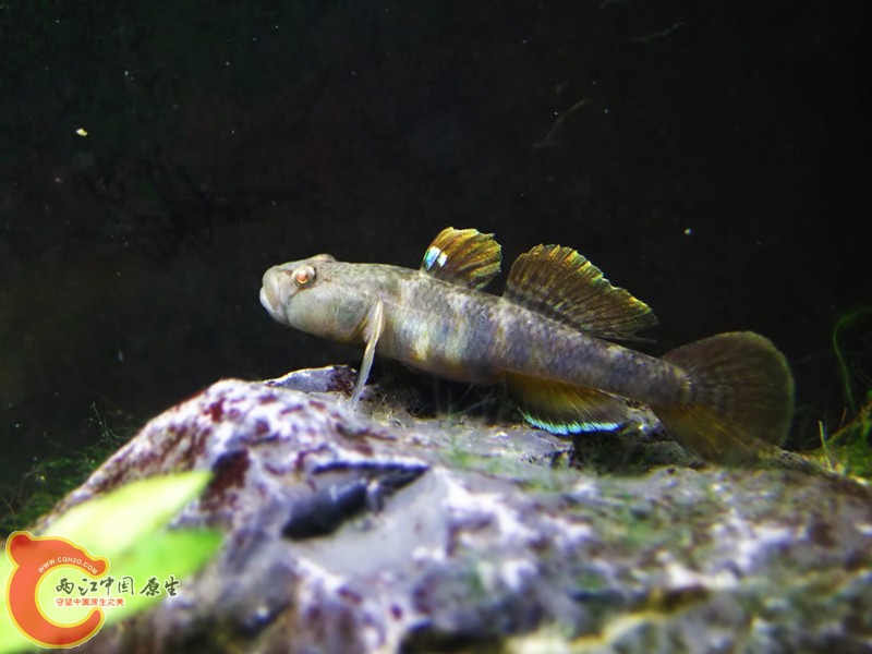 DSCF4688.JPG
