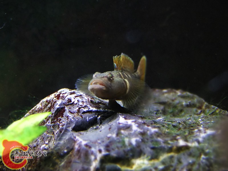 DSCF4690.JPG