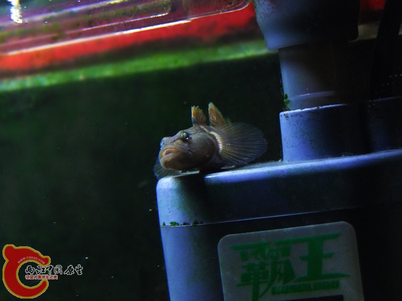 DSCF4705.JPG