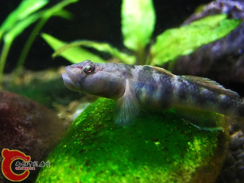 DSCF4726.JPG