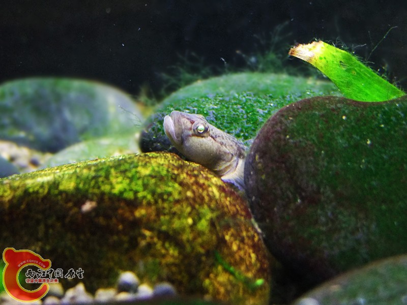 DSCF4733.JPG