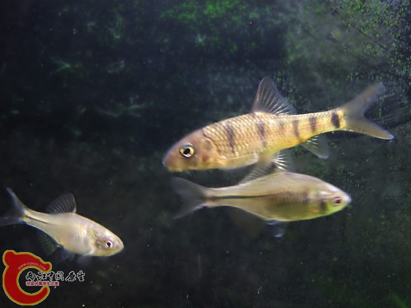 DSCF4670.JPG