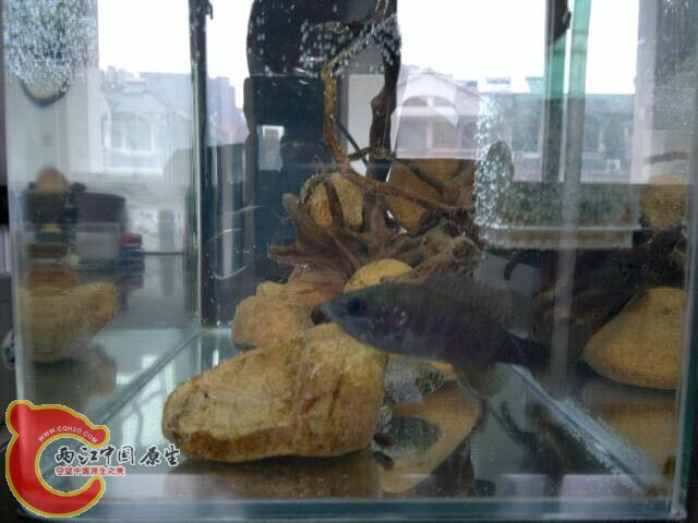 外来物种太阳鲈