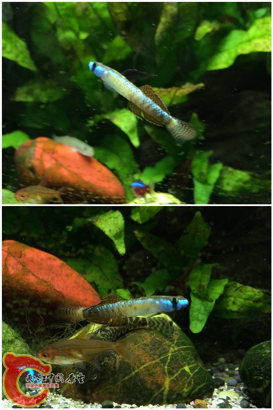 黑鳍1.jpg