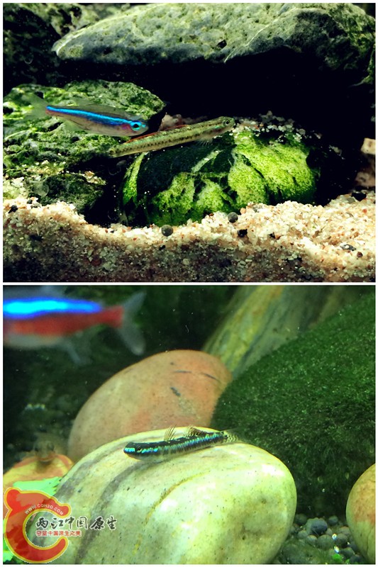 黑鳍2.jpg