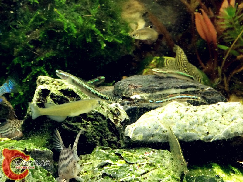 照片 520_.jpg