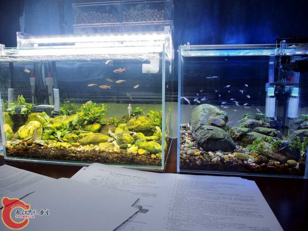 办公室小缸01.JPG
