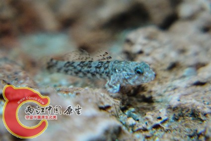 DSC00458-虾虎.jpg