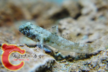 DSC00460-虾虎.jpg