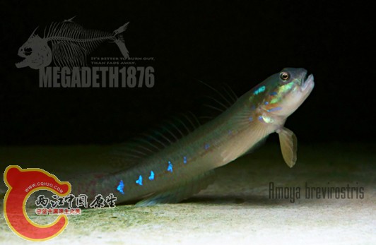 短吻韁虾虎鱼 Amoya brevirostris