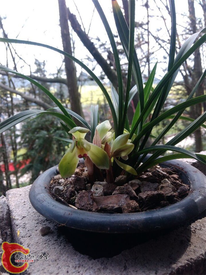 农家兰花，