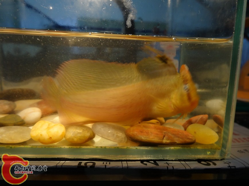 DSC08944.jpg