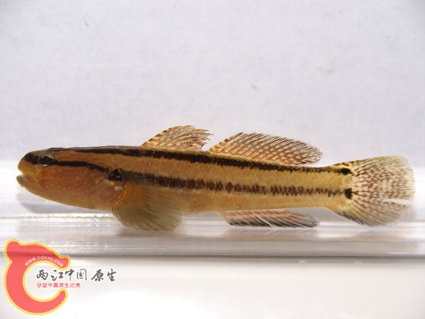 紋縞鰕虎魚