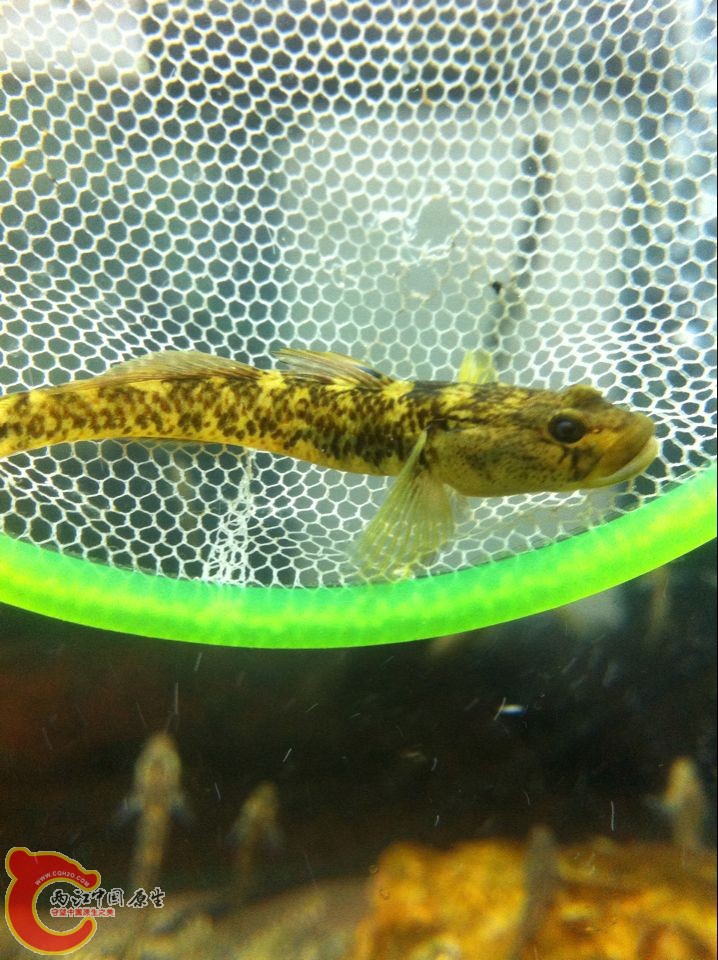 4A4E99953D81A485D2F9F2E14D38AC4C.png