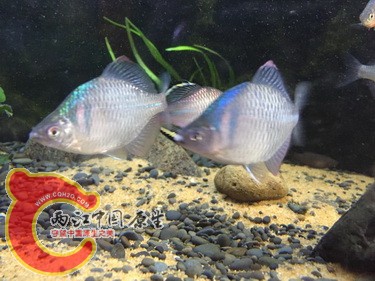 IMG_3054_调整大小.JPG