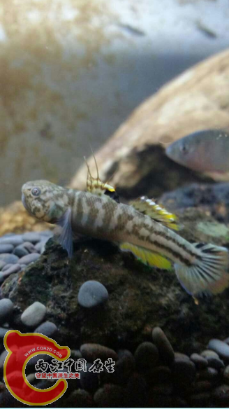 这只6CM那么大