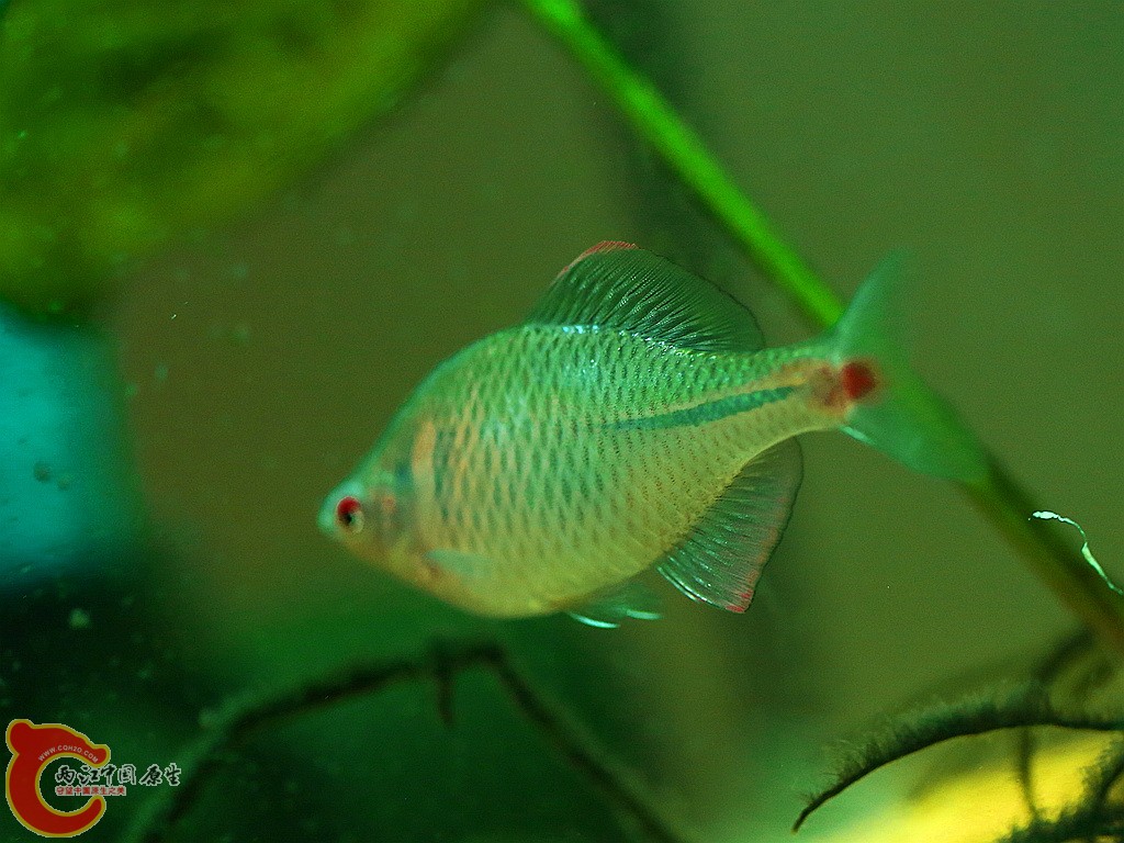 高体OH3A1022.JPG