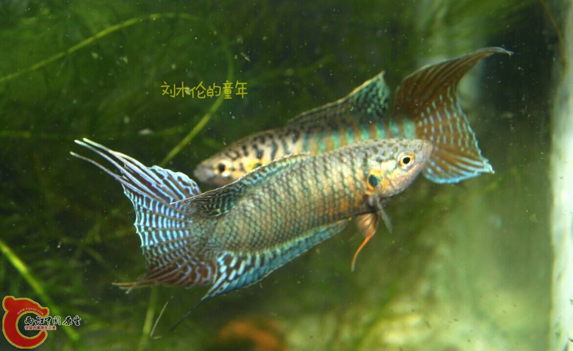 QQ图片20150422215942.jpg