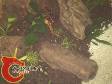 水榕沉木迷你哈哈